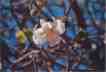 Flowers - baobab flower